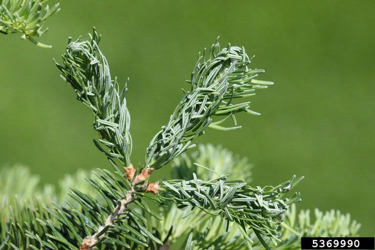 Twisted pine tree limbs